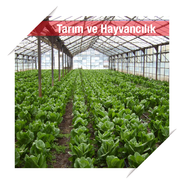 Tarım ve Hayvancılık